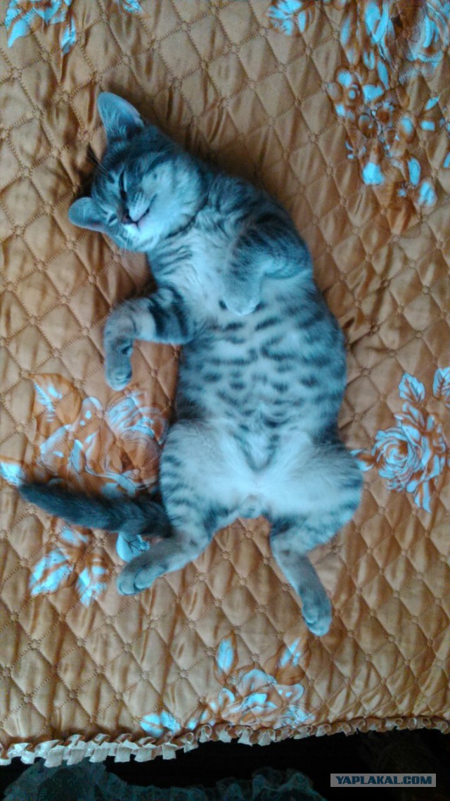 Котовторник 21.06.16