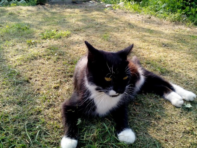 Котовторник 18.10.2016