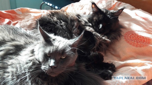 Уже лев или еще кот?