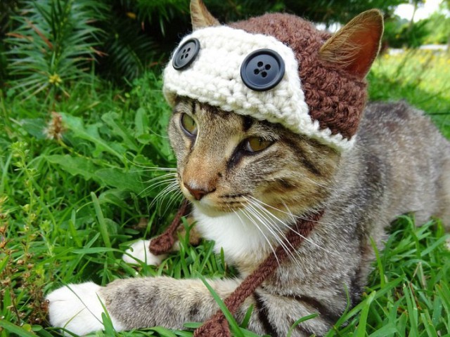 Коты из сети