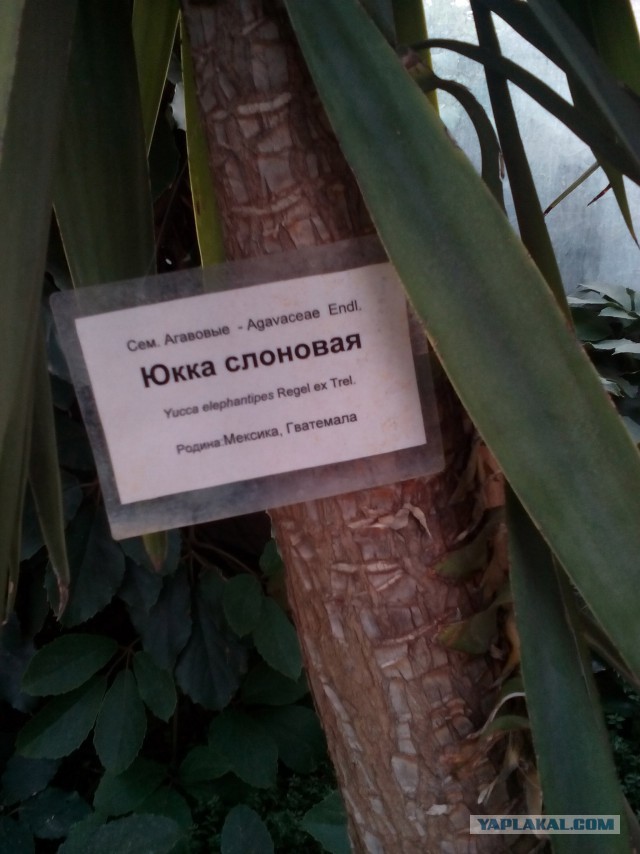 Самые назойливые песни