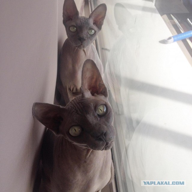 Котовторник 24.01.2017