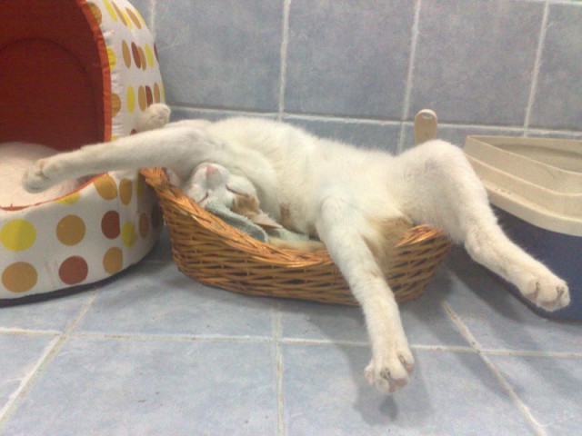 15 домиков для кошек и собак, которые заставят улыбнуться