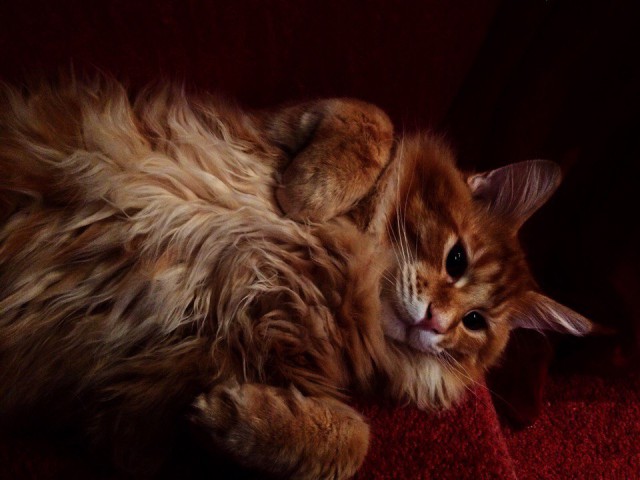 Коты и Кошки