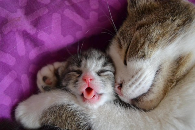 Коты и Кошки