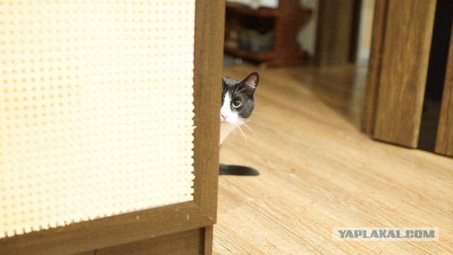 Котовторник 1.08.17