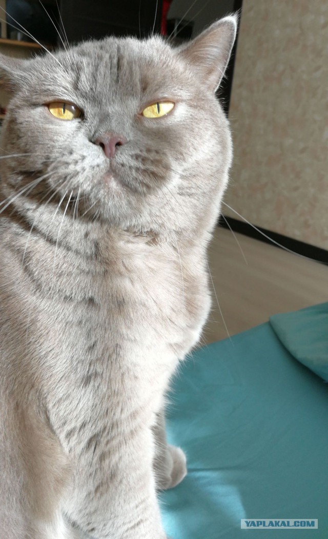 Котовторник 24.10.2017