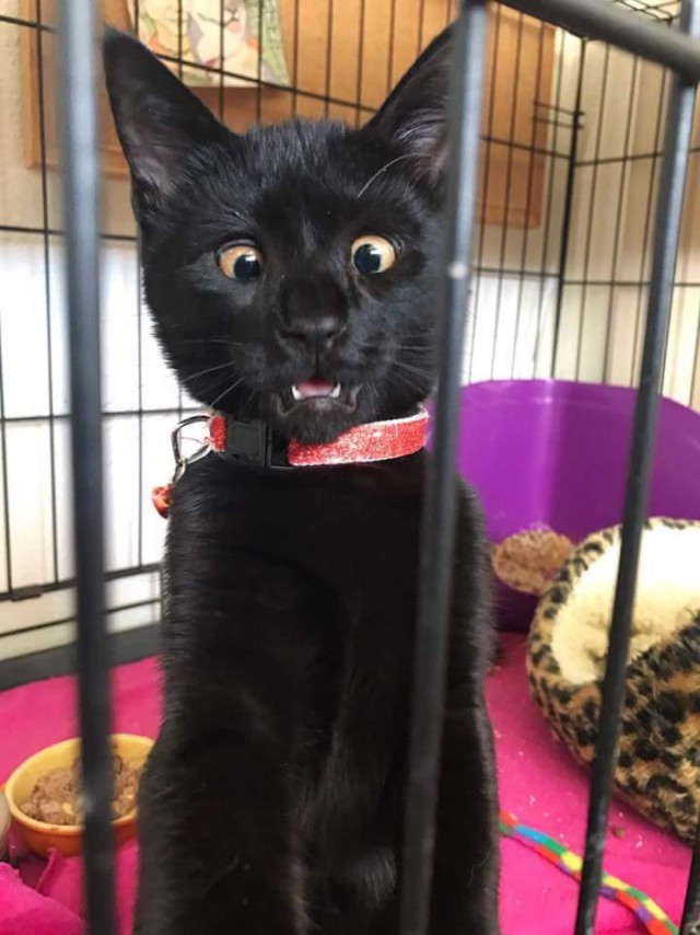 Коты и Кошки
