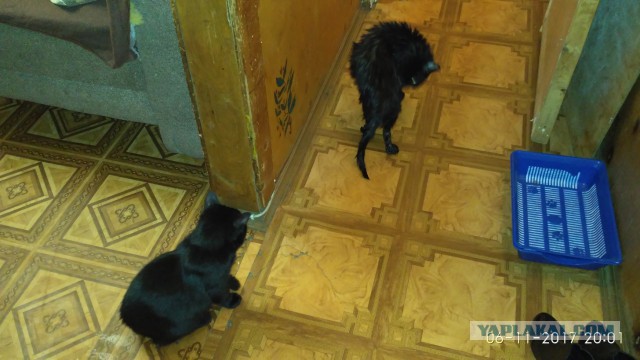 Котовторник 07.11.2017