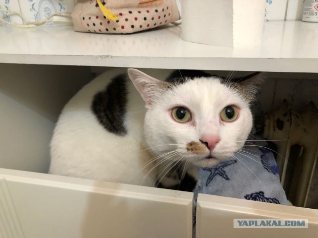 Котовторник  23.01.2018