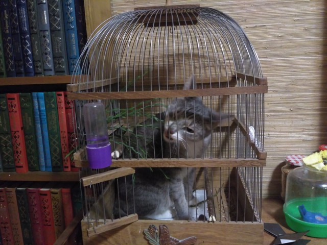 Коты застигнутые врасплох