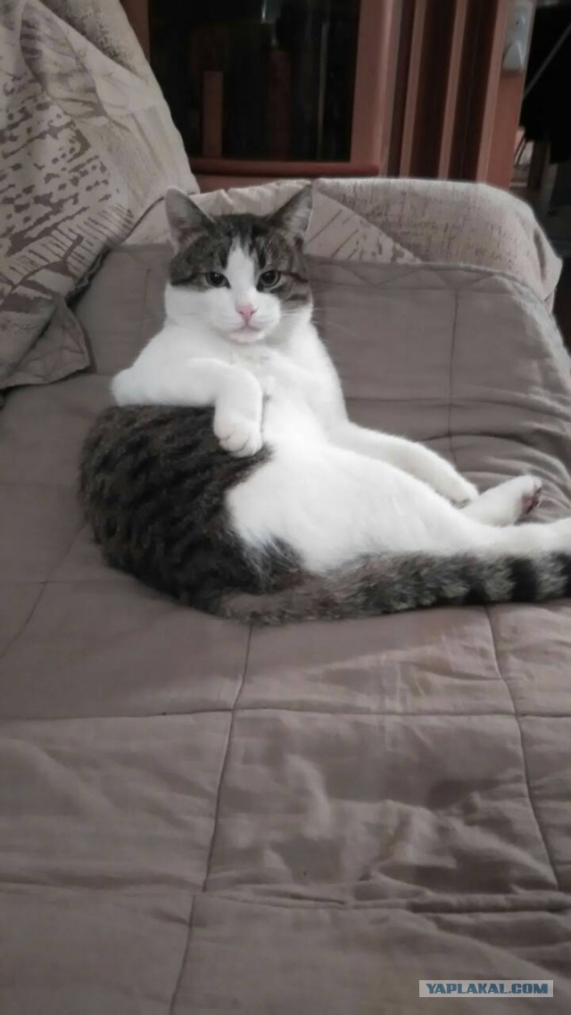 Котовторник 24.04.2018