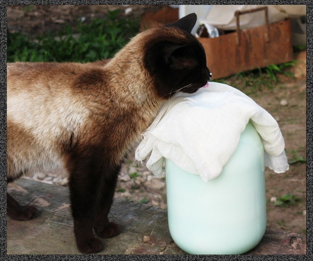 Котовторник на ЯПлакалъ (13.05.08)