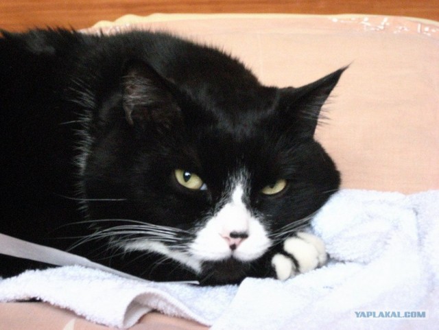 Ура, котовторник! (01.07.2008)