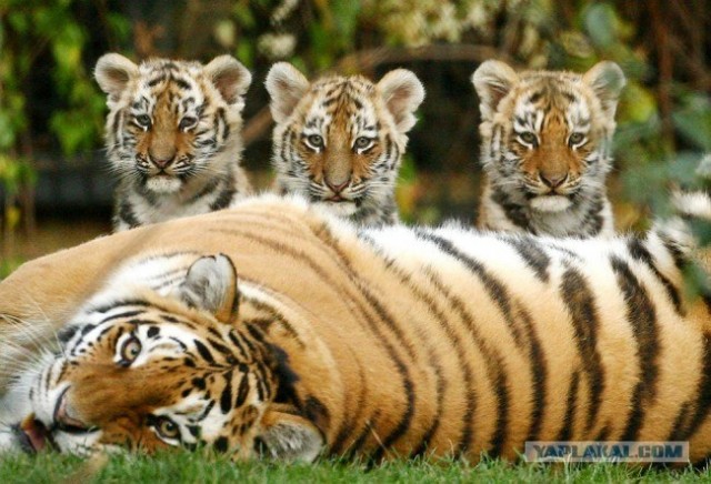 Сибирские тигрята