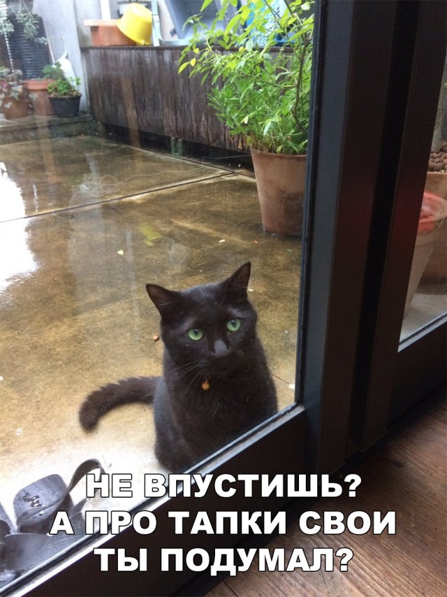 Немного милоты
