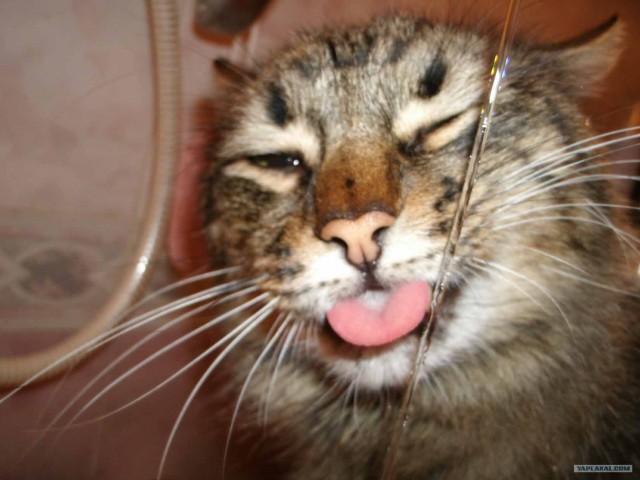 Котовторник на 1-е июня