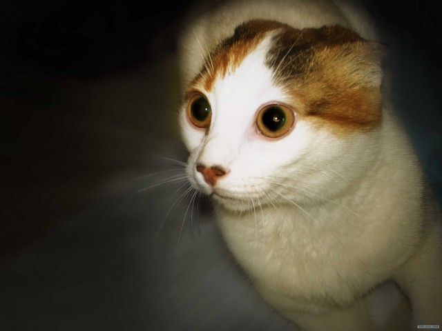 It's Catursday Fever! (Котовторник)