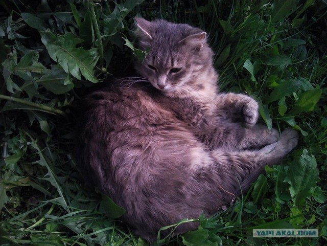 Котовторник  07.06.11