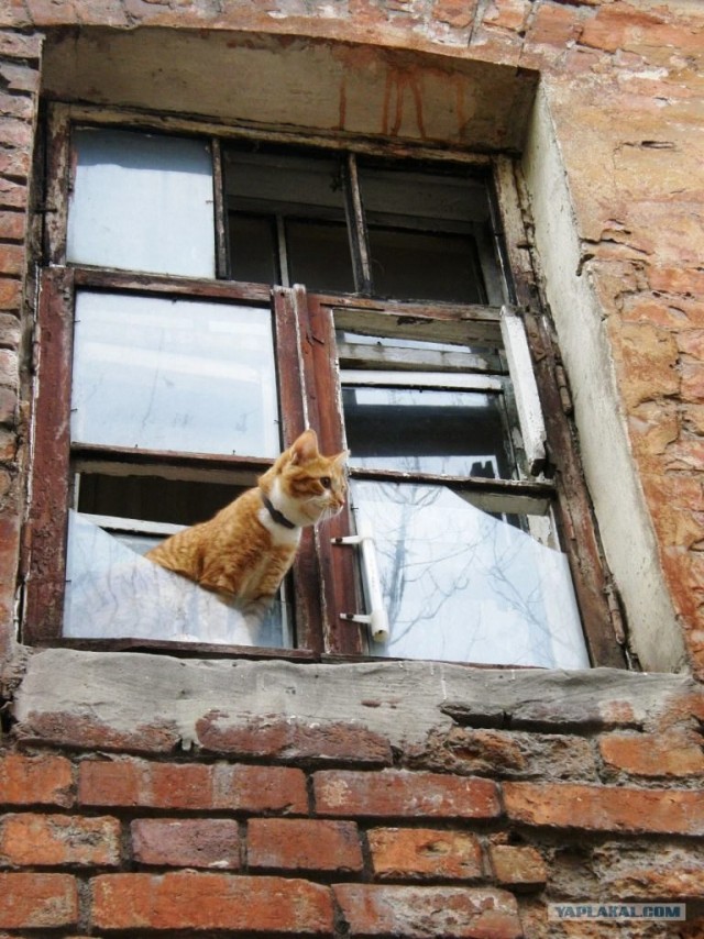 Котовторник! 08.11.11