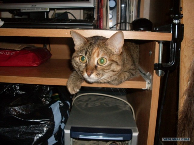 Котовторник 13.12.11 - магическе числа