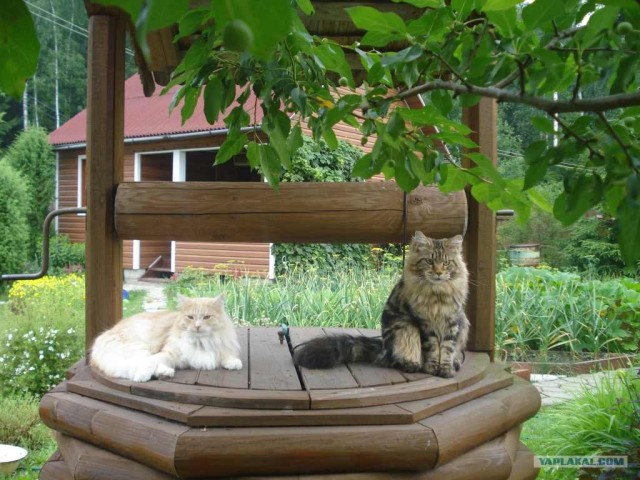 Котовторник (31.01.2012)