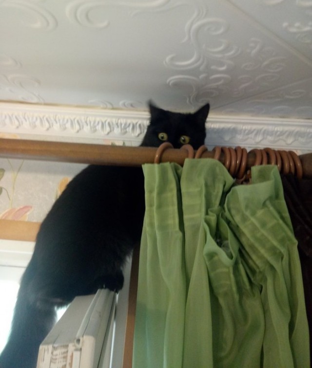 Прикольных котов пост