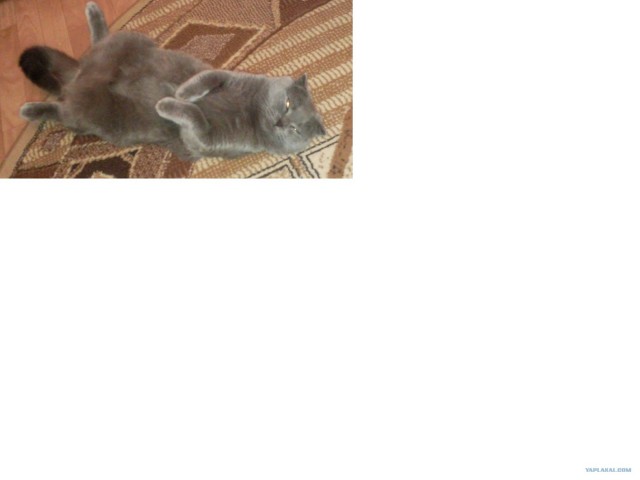 Котовторник на 26.06.12