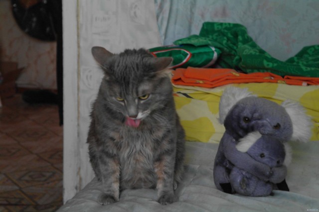 Котовторник 10. 07. 2012