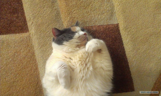 Котовторник  16.10.12