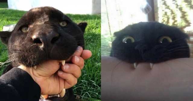 Живность из сети