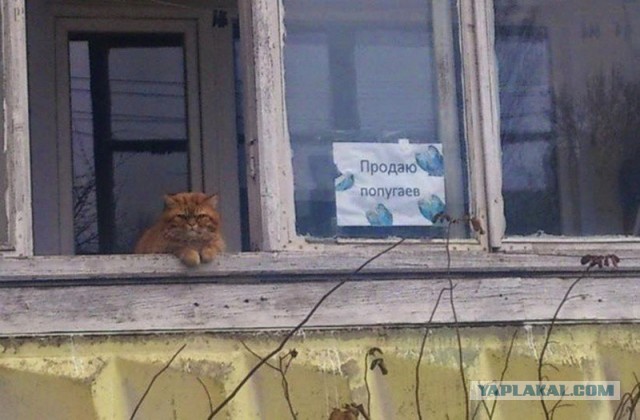 Дома - так дома... И не поспоришь
