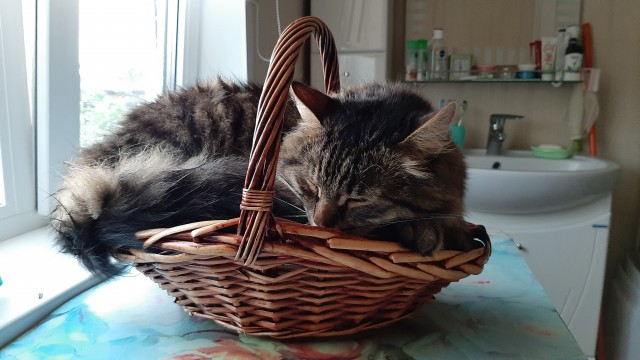 Нашёл в подвале