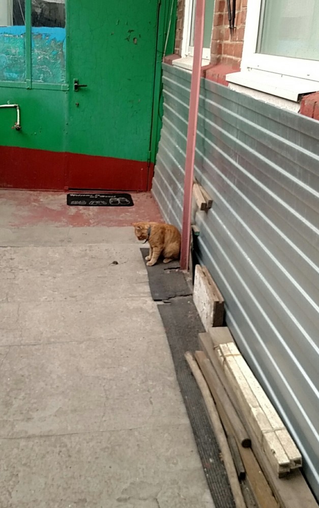 Котовторник 13.10.2020