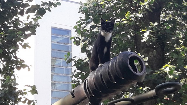 Котовторнику быть!