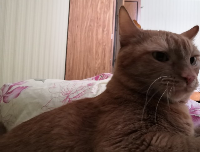 А котовторник уже начался?