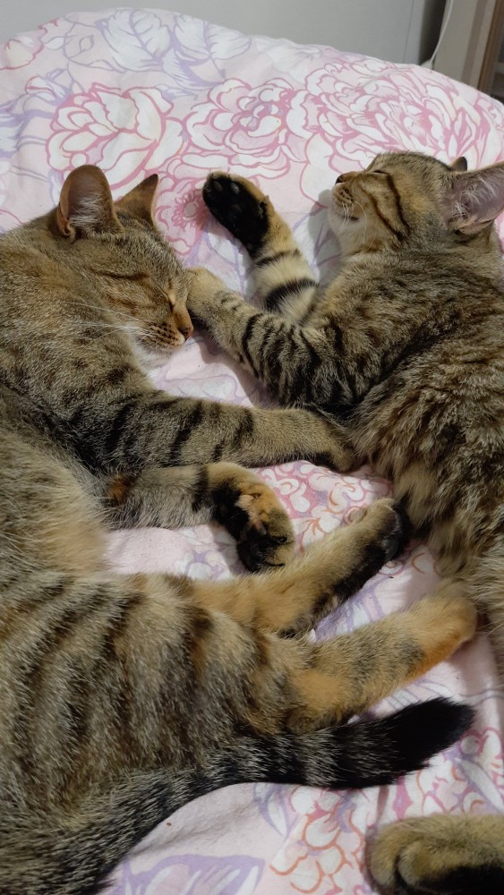 Хоба! Котовторник!