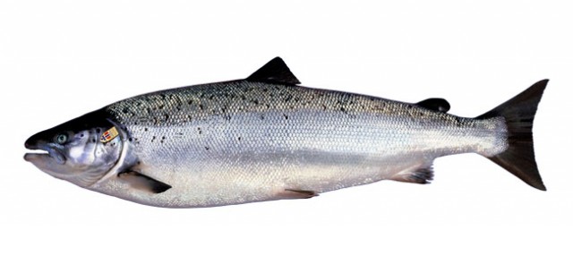 Морепродукты. Выбираем правильно.