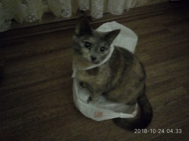 Котовторник