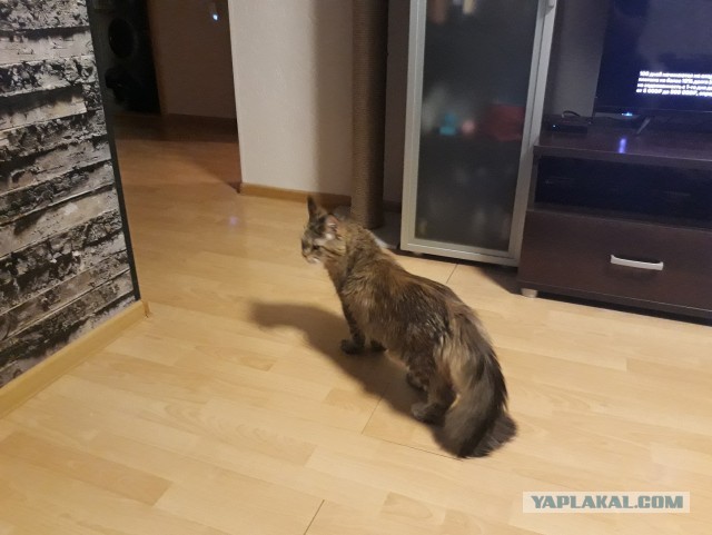 Новая хозяйка (к котовторнику)