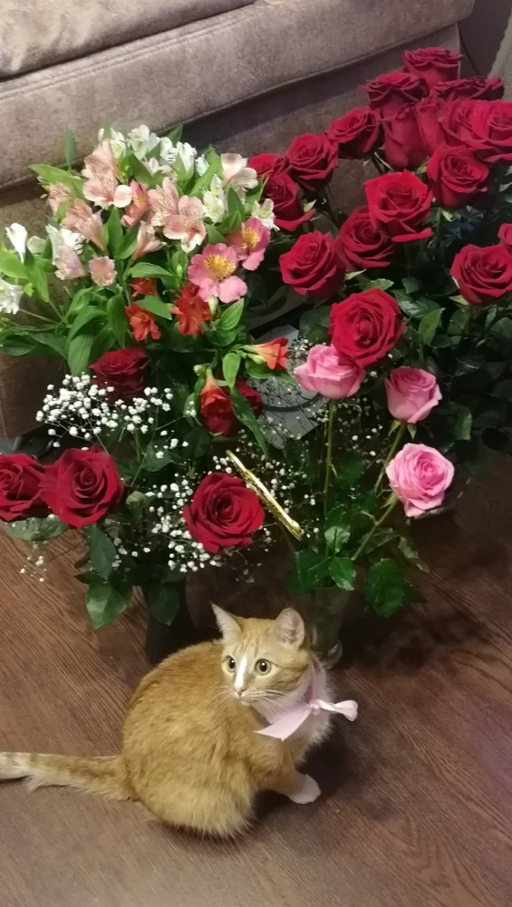 Котовторнику быть