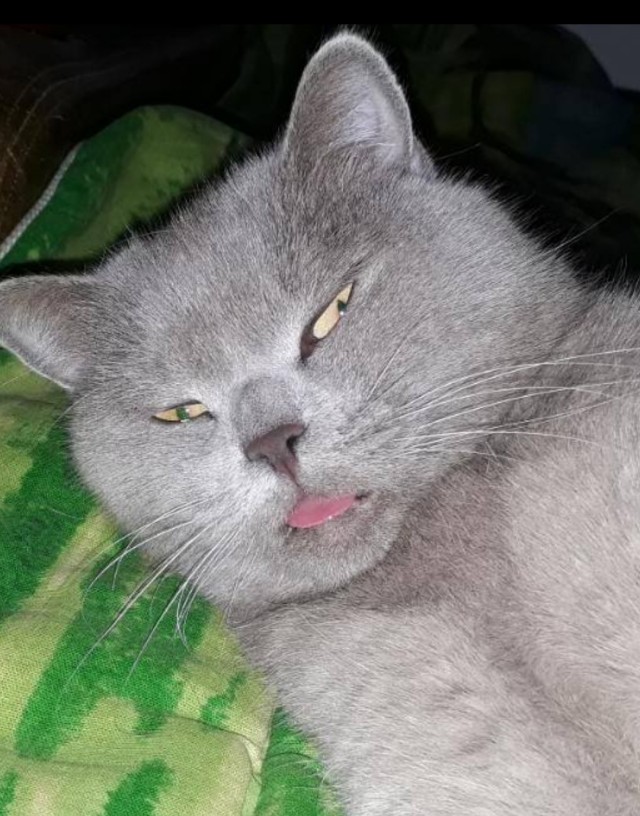 А что это мы котовторник не начинаем? Время пришло!
