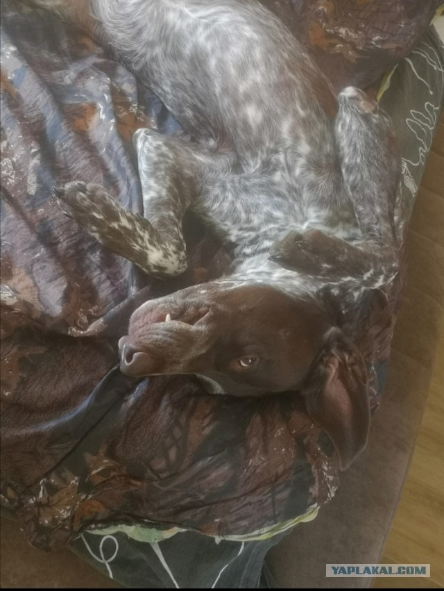 Новый друг