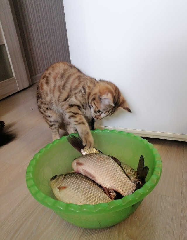 "Мой" котовторник