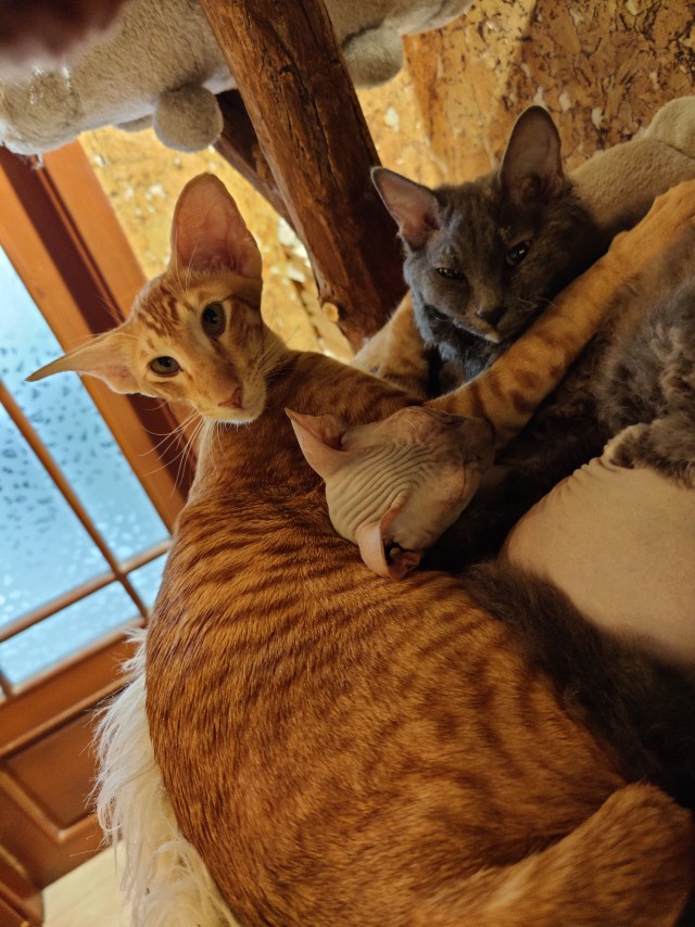 С Котовторником вас! Зовут Чеса!