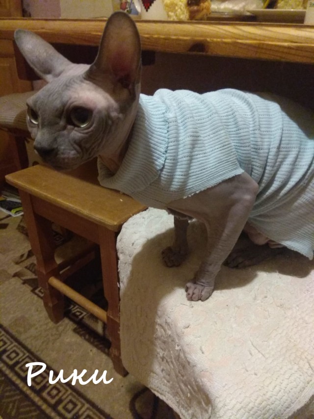 Жизнь домашнего приюта "Котоленд" 363