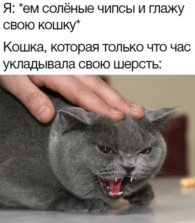 Весёлый полтишок 05.12.22