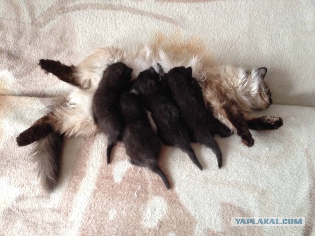 Метаморфоза (про котэ)