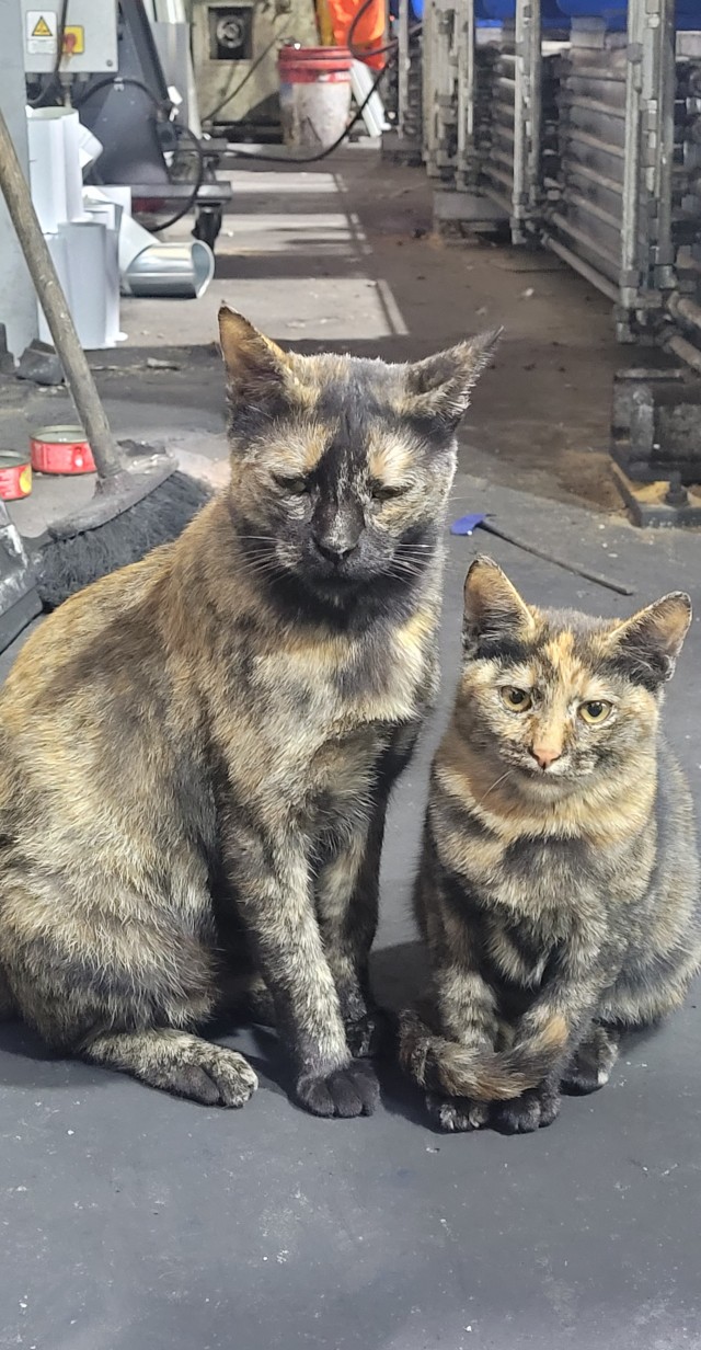 Коты ишачат на заводе