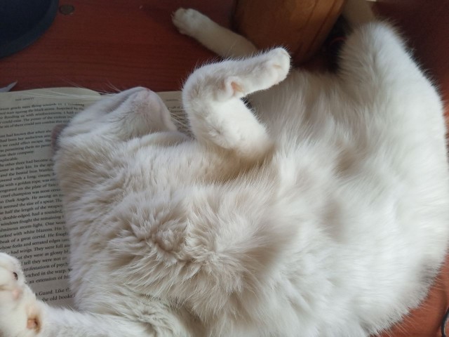 Начинаем котовторник.